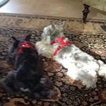Barbara Templeton - @mwb65 - Instagram