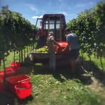 Tenuta Santa Barbara Fvg - @tenutasantabarbarafvg - Instagram