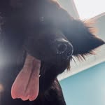 Barbara - @barbara_the_newfie - Instagram