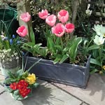 Barbara Topping - @a_floweraday - Instagram