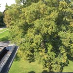 Barbara the Tree - @williamscollegetree - Instagram