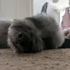 Barbara Beertres - @barbarabeertrees - TikTok