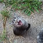 Tripodi Barbara - Facebook