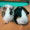 Tosia,bunia i rybunia - @barbarakowalczyk111 - TikTok
