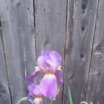 Barbara Hopkins Waymire - Facebook