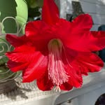 Barbara Wegner - @secretflowers4 - Instagram