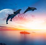 Barbara Weis - Facebook