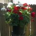Barbara Whetstone - Facebook
