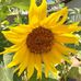 Barbara Harter Whitton - Facebook