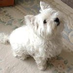 Barbara Willard Parades - @barbarawillardparades - Instagram