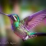 Barbara Willcut - Facebook