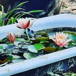 Barbara Wilmoth - @barbarawilmoth - Instagram