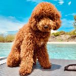 Winston Windsor Barbara 🐶 - @winston_windsor_barbara - Instagram