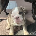 BarbaraWindsorTheBulldog - @barbara_windsor_thebulldog - Instagram