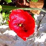 Barbara Zappa - @zappatore19202012 - Instagram