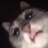 Barbara Bush - @bush_238 - TikTok
