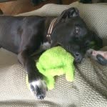 Barbra Brady Bush - @theworstdogintheworld - Instagram