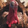 Barbra - @barbratheturkey - TikTok