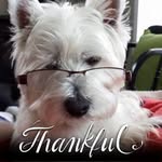 Barbara Foley - @barbara.foley.westie2012 - Instagram