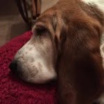 Barbara Foley - @tbdg2013 - Instagram