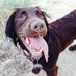 Barbara Wells - @babsthesprocker - Instagram