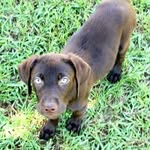 Barkley - @brownlabbarkley - Instagram