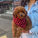 Barkley - @barkley.brownie - Instagram