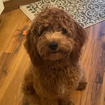Barkley Bush Brown - @pupperdoodlebarkley - Instagram