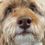 Barkley the small brown dog 🤎 - @mr.barkley.the.jackapoo - Instagram