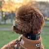 Barkley.Brownie - @barkley.brownie - TikTok