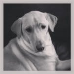 Ben Barkley Brown - @beninthedoghouse - Instagram