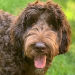 brown_eyed_barkley - @brown_eyed_barkley - Instagram