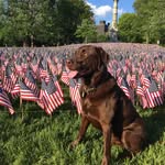 Charles Barkley Brown - @charlie_brown_lab - Instagram