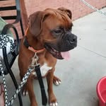 Charles Barkley Brown - @charlie_brown_the_boxer - Instagram