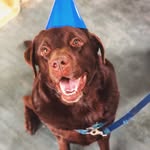 Charlie Barkley Brown - @iamthecharlienugget - Instagram