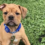Charlie Brown - @charliebarkleybrown - Instagram