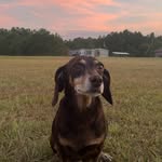 Charlie Brown Barkley - @charlie_brown_barkley_ - Instagram