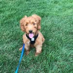 Mr. Barkley Brown - @barkleywharkleybrown - Instagram
