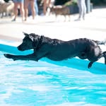 Mr Barkley Brown - @barkley.labrador_10.05.24 - Instagram