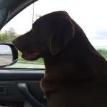 Steve G - @barkley_brown - Instagram