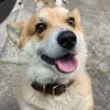 user2929013352610 - @barkleybrown - TikTok