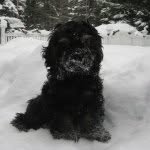 Barkley Clark - @barkley_the_cockerspaniel - Instagram