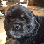 Barkley Clark - @barkleythecockerspaniel - Instagram