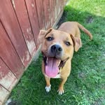 Clark - @clarkles_barkley - Instagram