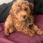 Atlas Barkley Edison-Hall - @atlas_barkley_goldendoodlelove - Instagram