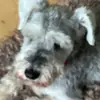 Barkley - @barkleyh - TikTok