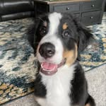Barkley Hall 🐶 - @barkleyhallofficial - Instagram