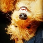 Charlie Barkley Hall 🐾 - @thatdoodcharlesbarkley - Instagram