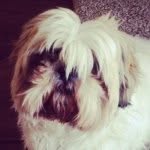 Murphy Barkley Hall🐶 - @murphybarkley_ - Instagram