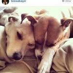 Barkley and Lola Jones - @barkleyandlola - Instagram